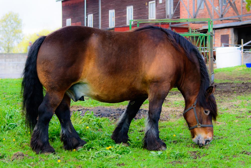 Belgian Ardennes Horse